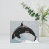 Washington Orca Whale Briefkaart (Staand voorkant)