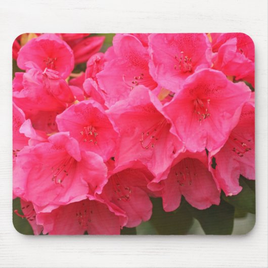 Washington, Seattle, Puget Sound, Discovery Park Muismat (Voorkant)