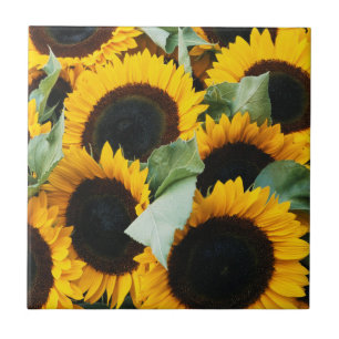 Washington, Seattle, Sunflower for sale pike Tegeltje