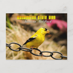 Washington State Bird - American Goldfinch Briefkaart