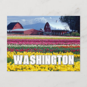 Washington State Tulpenveld Dank U Briefkaart