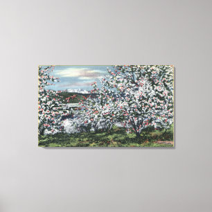 Washington - Uitzicht Apple Trees in Blossom Canvas Afdruk