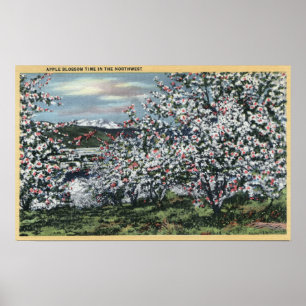 Washington - Uitzicht Apple Trees in Blossom Poster