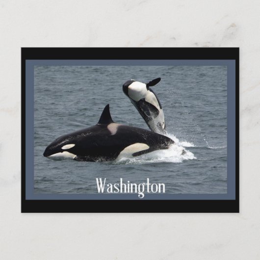 Washington Whales Postcrossover Briefkaart (Voorkant)