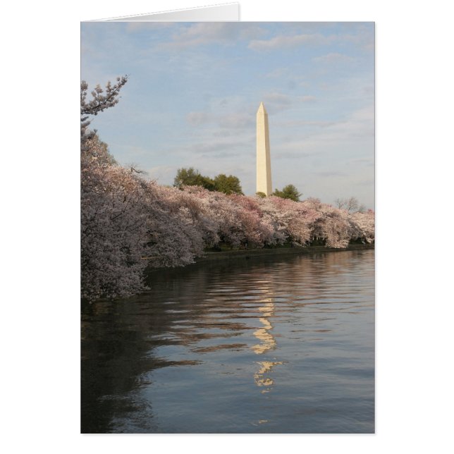 wasington monument cherry blossom (Voorkant)