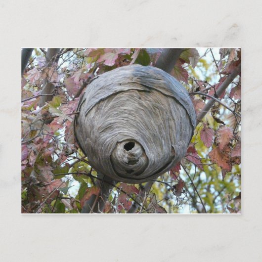 wasnest briefkaart (Voorkant)