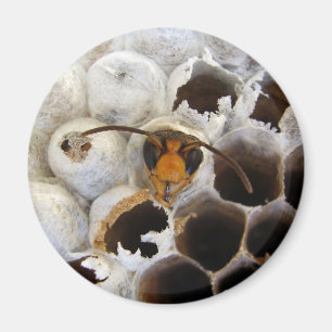 Wasp afkomstig van nestmagneet magneet