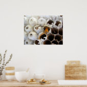 Wasp afkomstig van nestPoster Poster (Keuken)