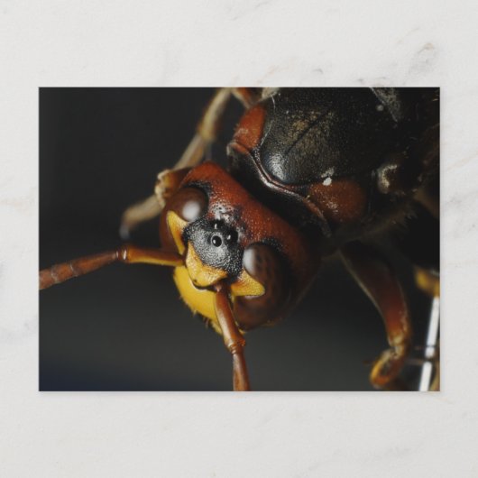 Wasp Briefkaart (Voorkant)