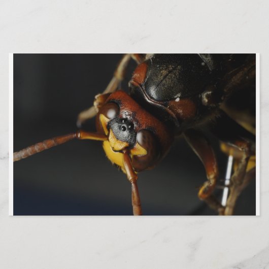 Wasp Briefpapier (Voorkant)