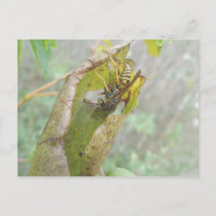Wasp Checking Spider Web Briefkaart