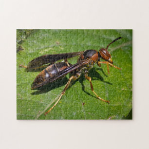 Wasp Legpuzzel