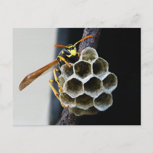 Wasp Nest en Worker Briefkaart (Voorkant)