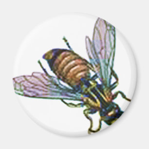 Wasp of Hornet Magneet