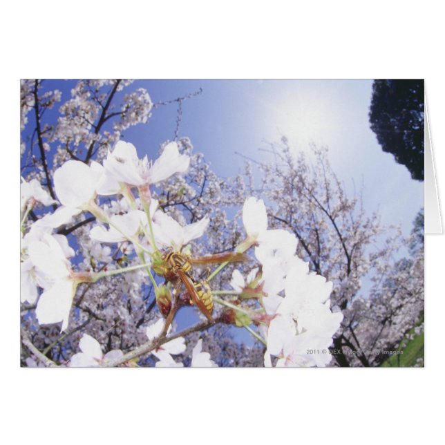 Wasp op Cherry Blossom, close-up (Voorkant Horizontaal)