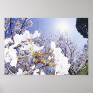 Wasp op Cherry Blossom, close-up Poster