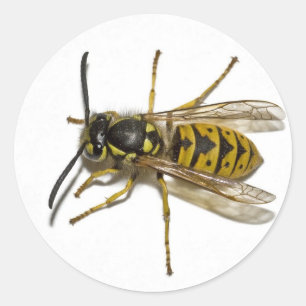 Wasp Ronde Sticker
