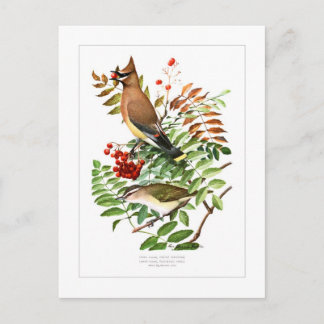 Wassen en Vireo Briefkaart