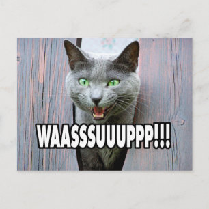 WASSUP - Kattenthema Briefkaart