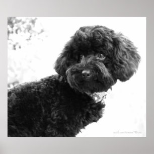 Wat? / Black Speelgoed Poodle in B&W Print