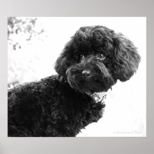 Wat? / Black Speelgoed Poodle in B&W Print (Voorkant)