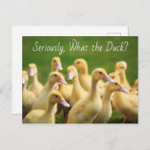 Wat de Duck Cute Ducklings Briefkaart (Voorkant / Achterkant)