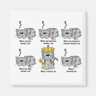 Wat de kat grappig vindt magneet