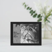 Wat de pug briefkaart (Staand voorkant)