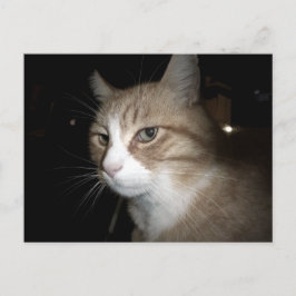 Wat denkt hij? briefkaart