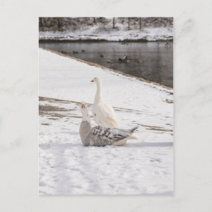 Wat een gans briefkaart