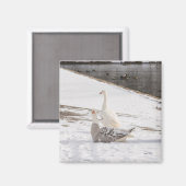 Wat een gans magneet (Voorkant / Achterkant)