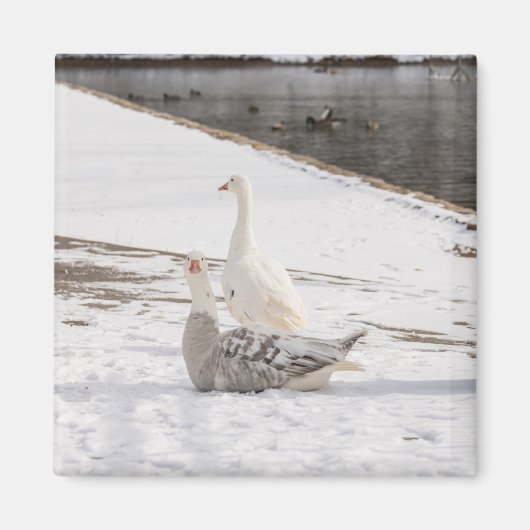Wat een gans magneet (Voorkant)