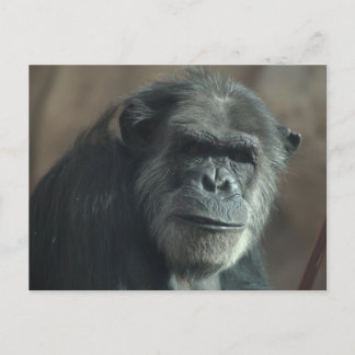 Wat een gezicht? briefkaart