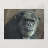 Wat een gezicht? briefkaart (Voorkant)