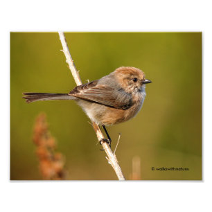 Wat een personage! Male Bushtit Foto Afdruk