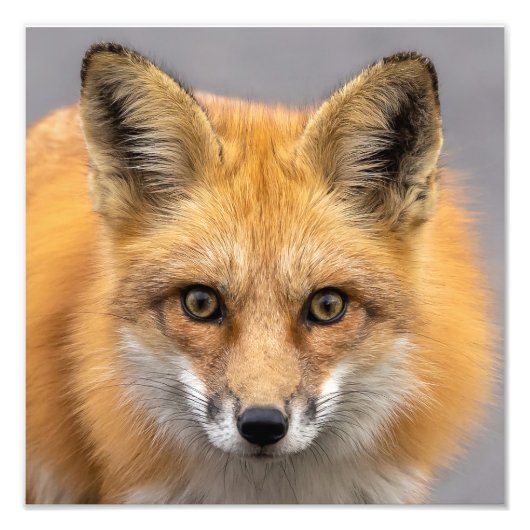 Wat heb je grote ogen foto afdruk (Voorkant)