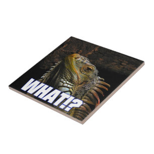 Wat? Iguana Tegeltje