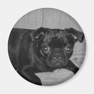 Wat? Ik heb het niet gedaan! Magneet