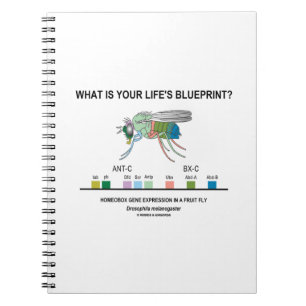 Wat is de blauwdruk van je leven? (Gene-expressie) Notitieboek