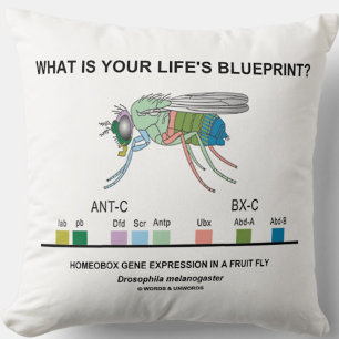 Wat is de blauwdruk van je leven? (Homeobox-genen) Kussen