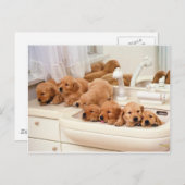 Wat is een Bath? Cute Puppies Discover BathTime Briefkaart (Voorkant / Achterkant)