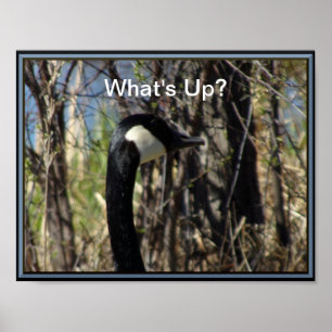 Wat is er aan de hand met Canadian Goose Poster