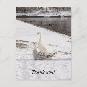 Wat Is Er Los Gans Bedankt Ansichtkaart Briefkaart