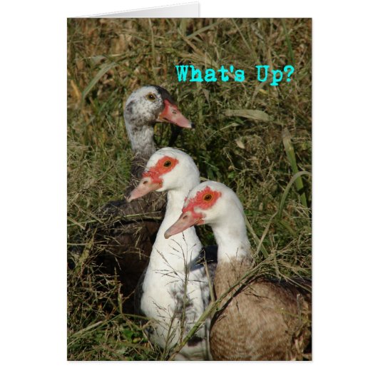 Wat is er? Muscovy Ducks (Voorkant)