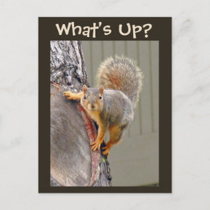 Wat is er? Squirrel Foto Briefkaart