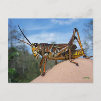 Wat is Hoppin? Briefkaart