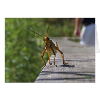 Wat is Hoppin? (met tekst)