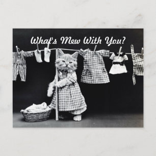 Wat is Mew Kitten? Briefkaart