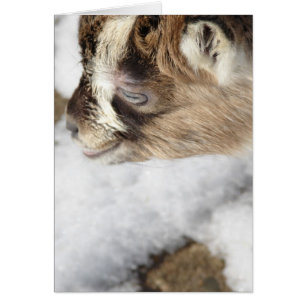 Wat is sneeuw? Baby Geit ziet voor het eerst sneeu