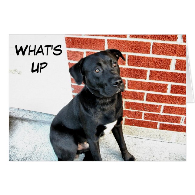 Wat is Up Black Labrador? (Voorkant Horizontaal)